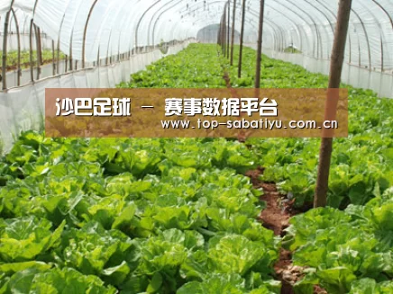 种植基地五
