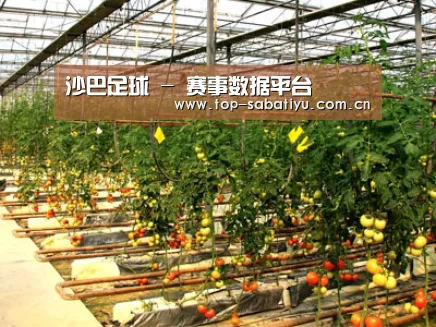种植基地二