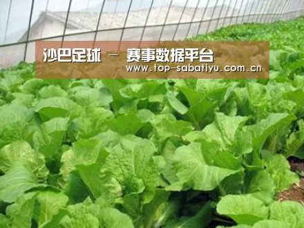 种植基地一