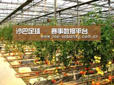 种植基地二(图1)